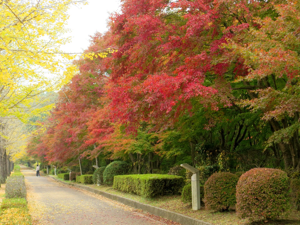 モミジ紅葉情報　11月6日（月）現在 色づき始め
