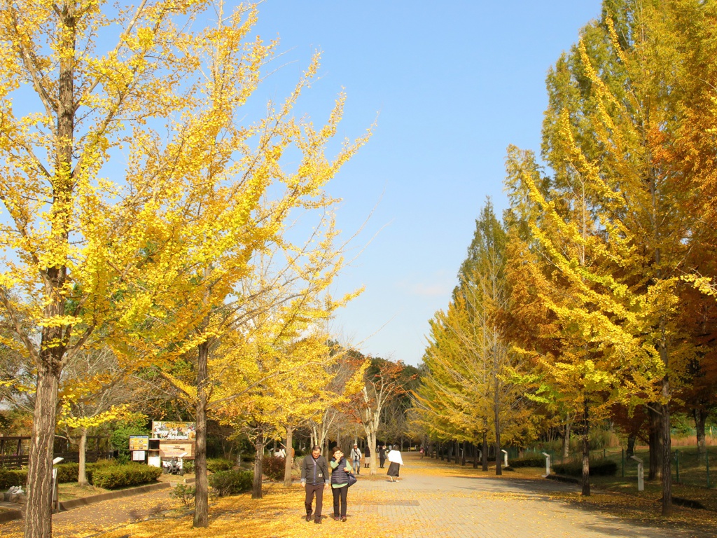 イチョウ並木紅葉情報　11月9日（月）現在