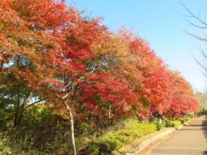 2023年11月19日 パルテノン横