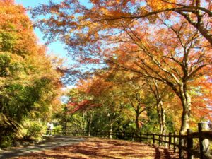 2023年11月19日 せせらぎ広場