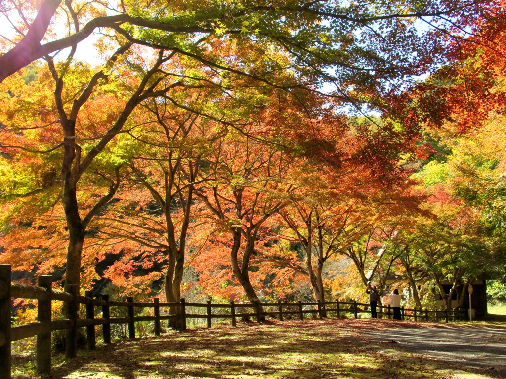 モミジ紅葉情報　11月19日（日）現在 ７分