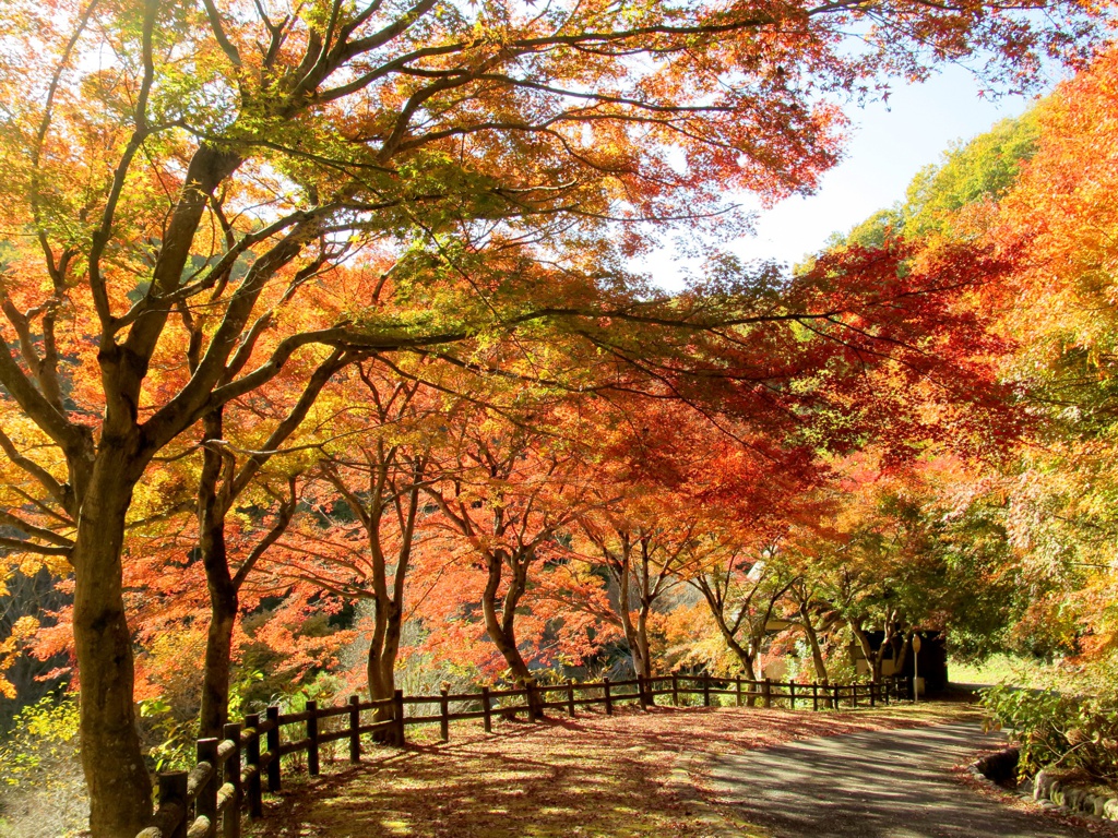 モミジ紅葉情報　11月21日（火）現在 ピーク直前