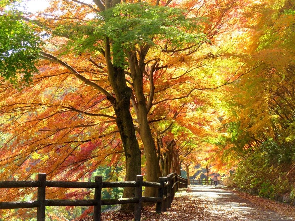 モミジ紅葉情報　11月24日（金）現在 ピークです