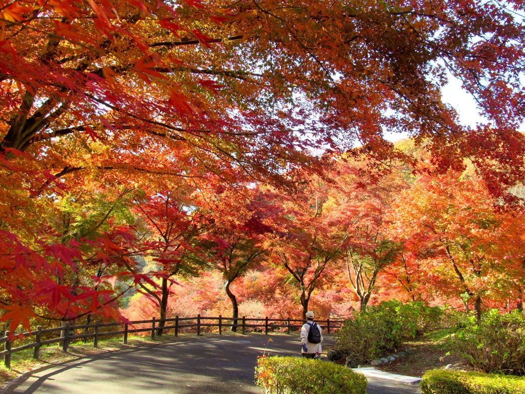 モミジ紅葉情報　11月27日（月）現在 ピークです