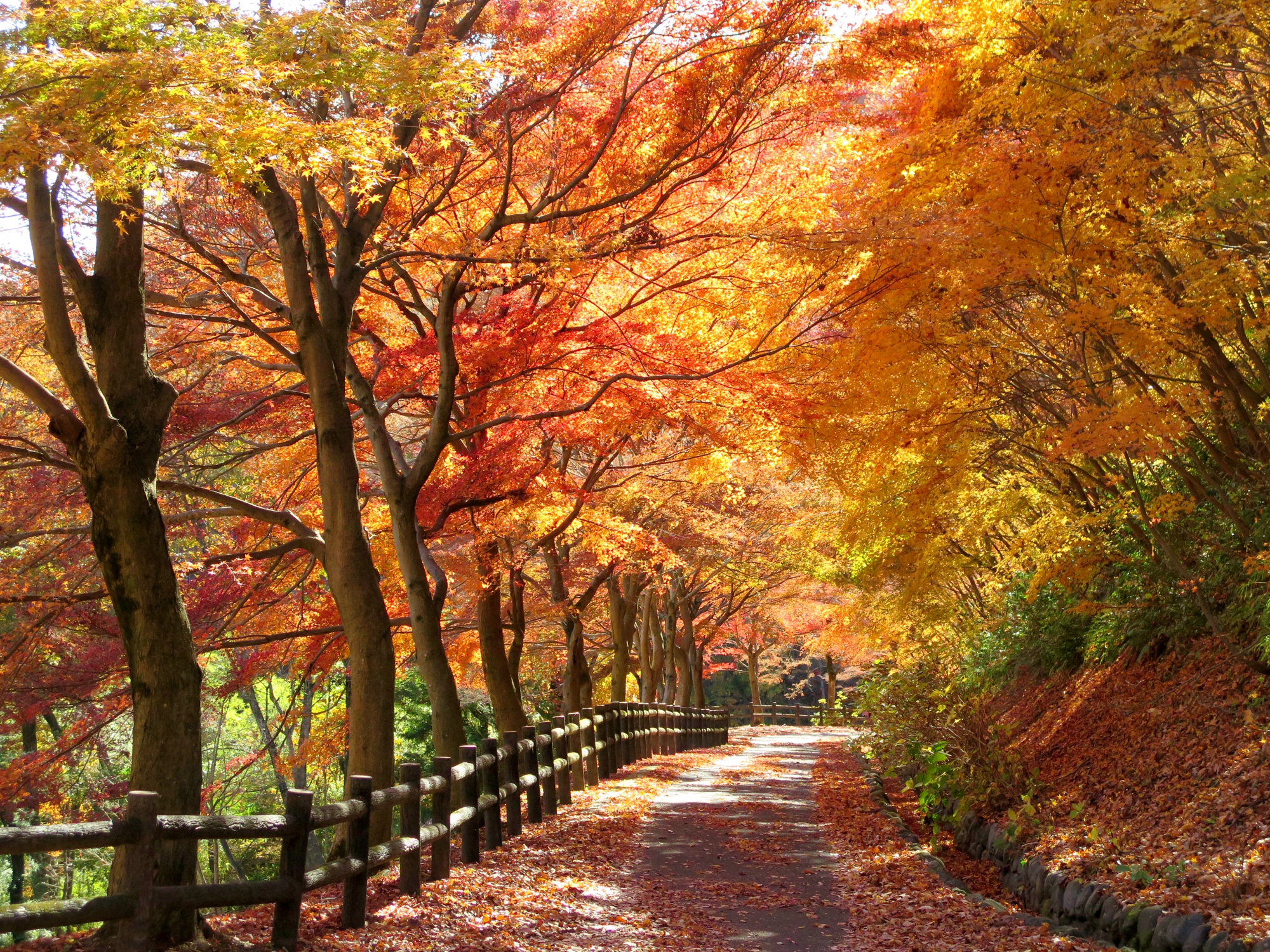 モミジ紅葉情報　12月1日（金）現在 終盤です