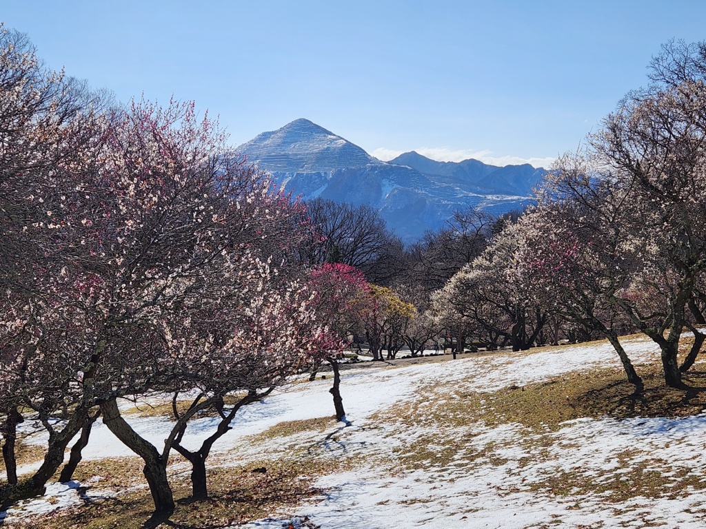 梅園 開花情報 3月7日(木)　見頃 （見頃）