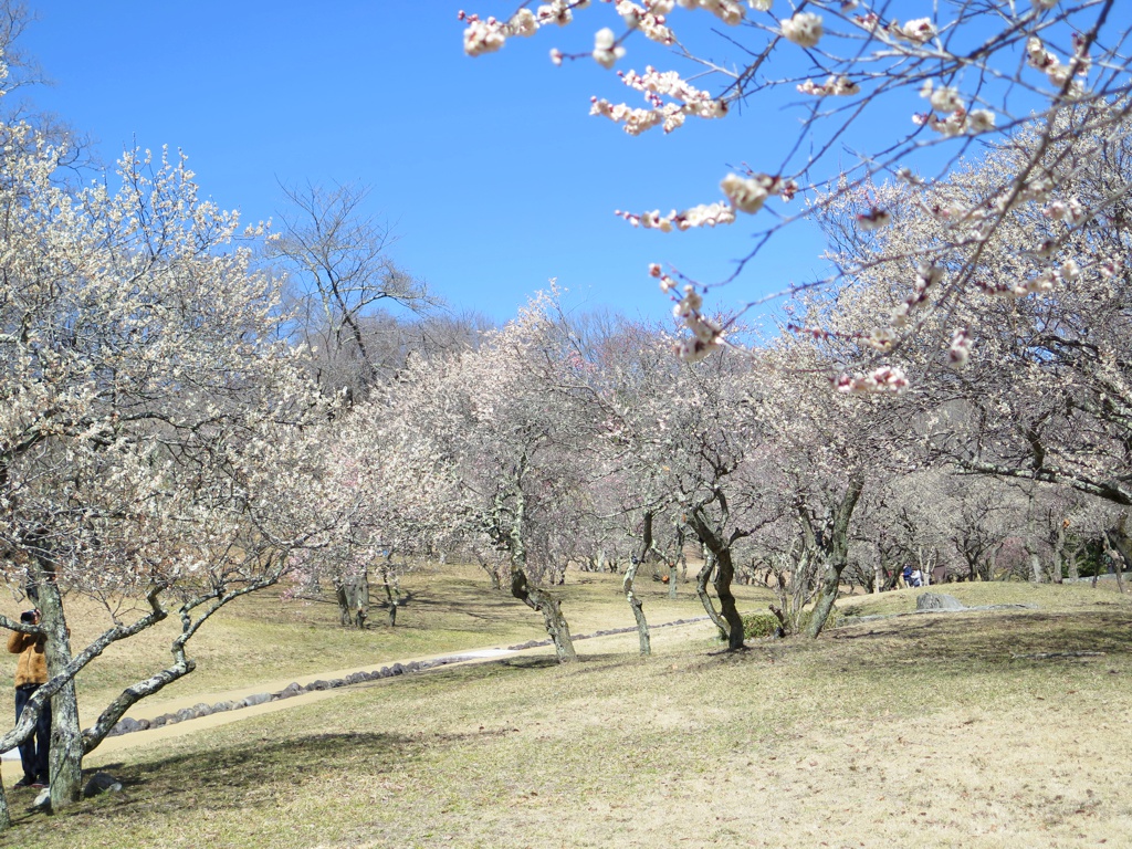 梅園 開花情報 3月10日(日)　見頃