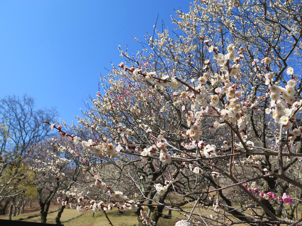 梅園 開花情報 3月15日(金)　見頃