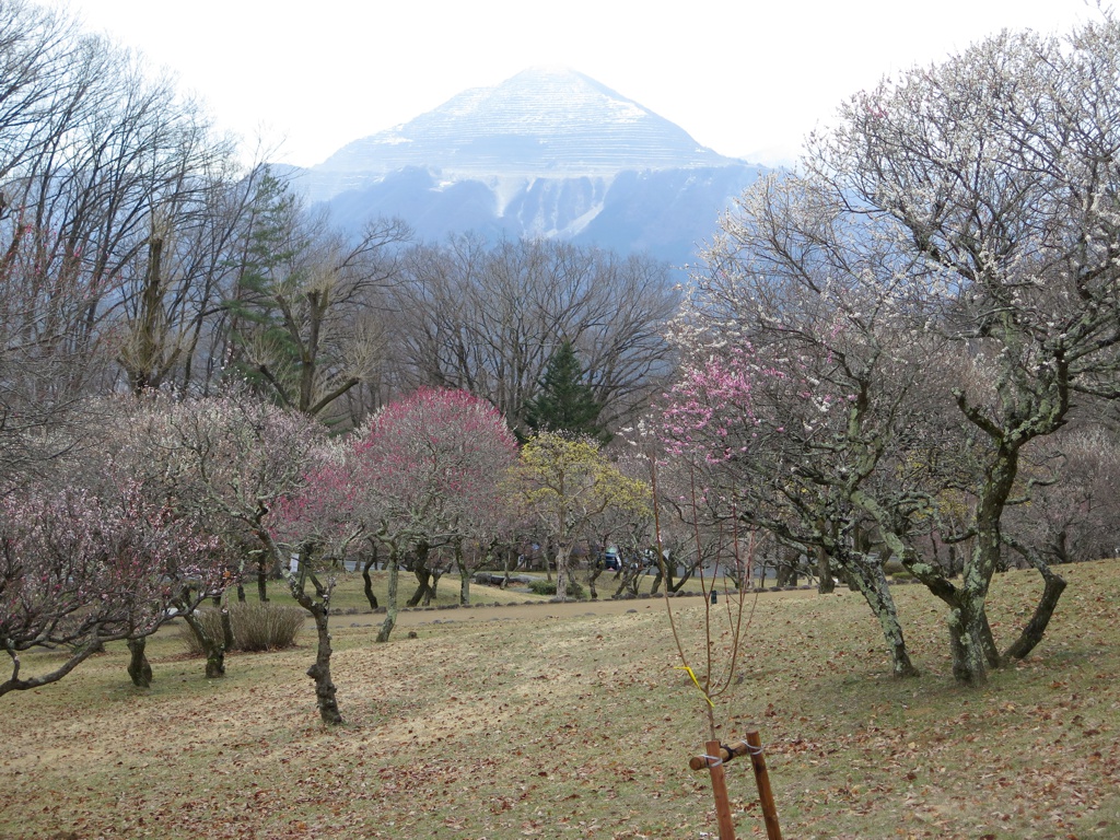 梅園 開花情報 3月2０日(水)　終盤