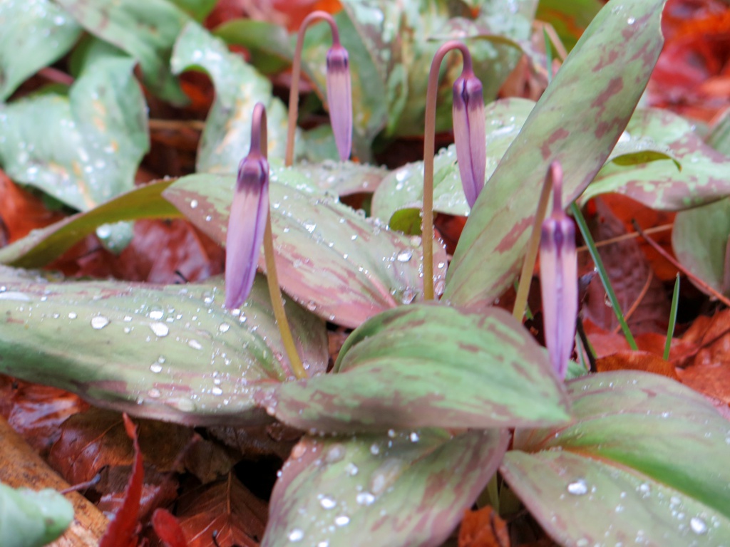 カタクリの開花状況　３月２６日（雨）開花