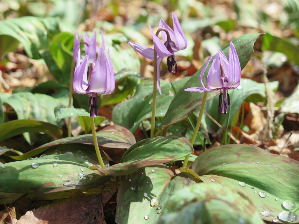 カタクリの開花状況　３月２９日（晴れ）ほぼ満開