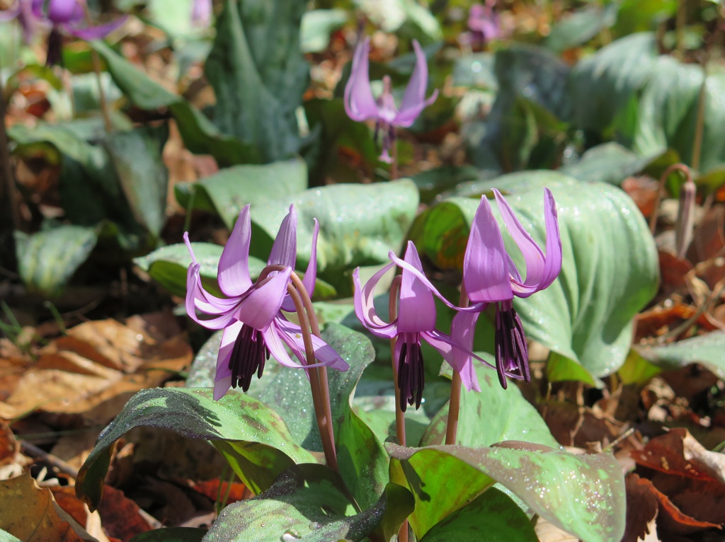 カタクリの開花状況　３月３０日（晴れ）ほぼ満開