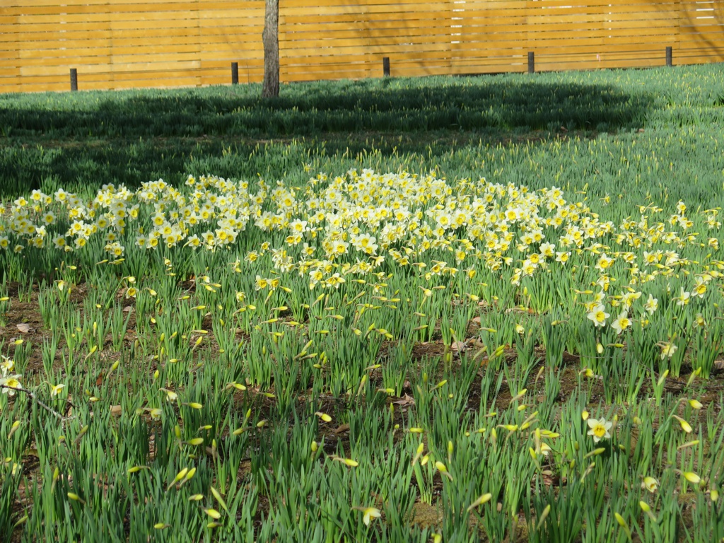 スイセンの開花状況　３月３０日（晴）