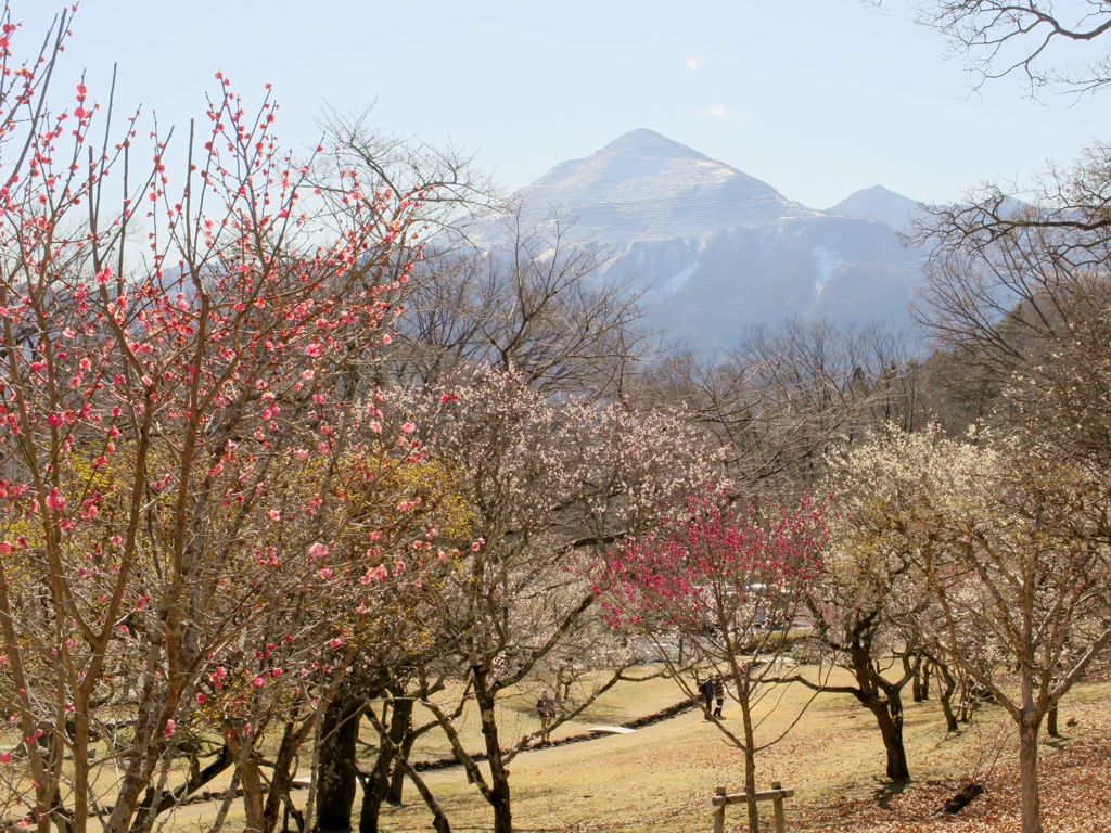 梅園 開花情報 3月3日(水)　見頃 （ほぼ満開）