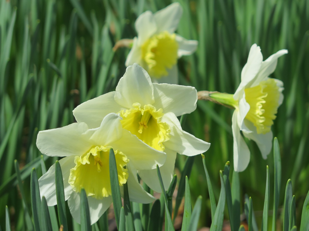 スイセンの開花状況　４月２日（晴）