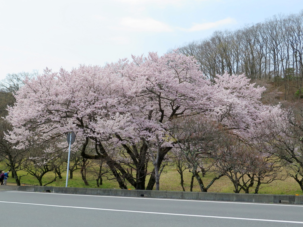 桜の開花状況　４月２日（晴れ）咲き始め