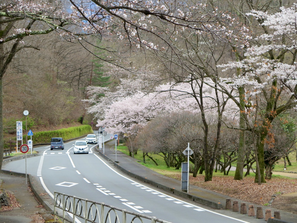 桜の開花状況　４月４日　３分咲き