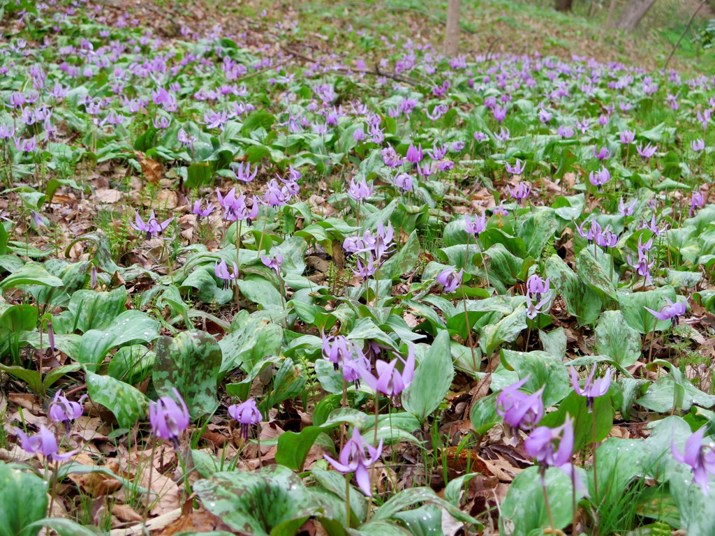 カタクリの開花状況　４月４日（曇り）見頃