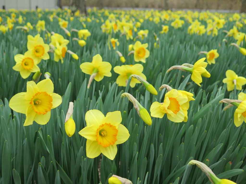 スイセンの開花状況　４月４日（くもり）