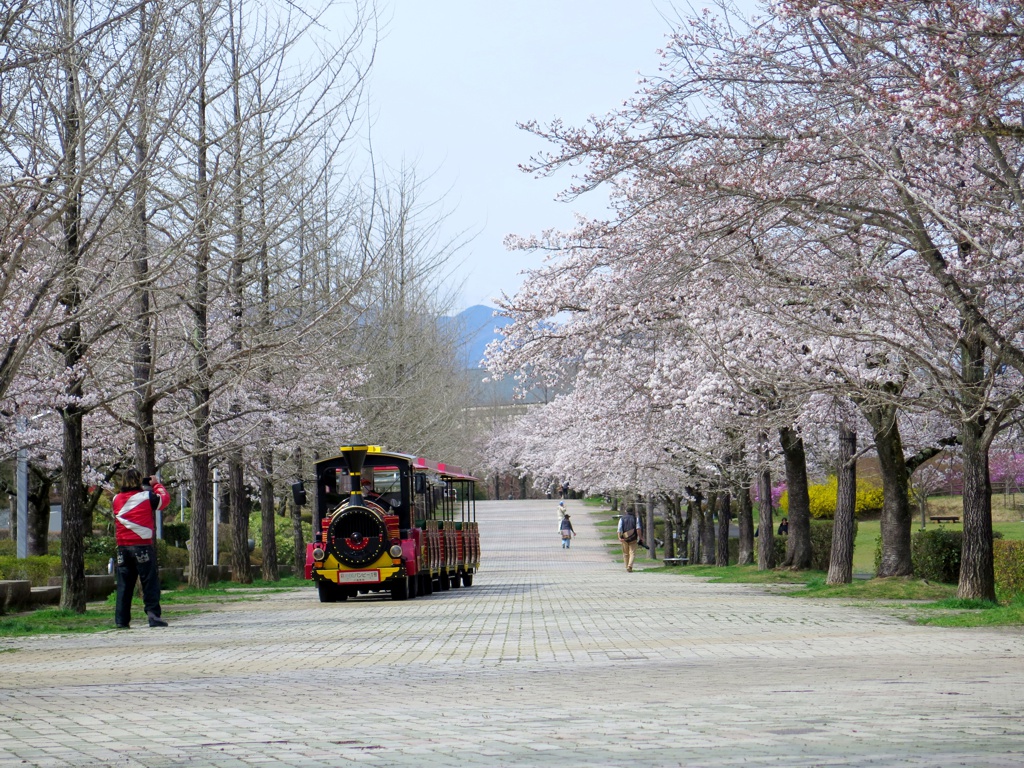 桜の開花状況　４月７日（晴れ）見頃