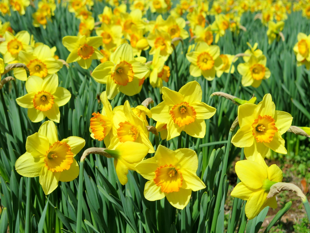 スイセンの開花状況　４月７日（晴れ）