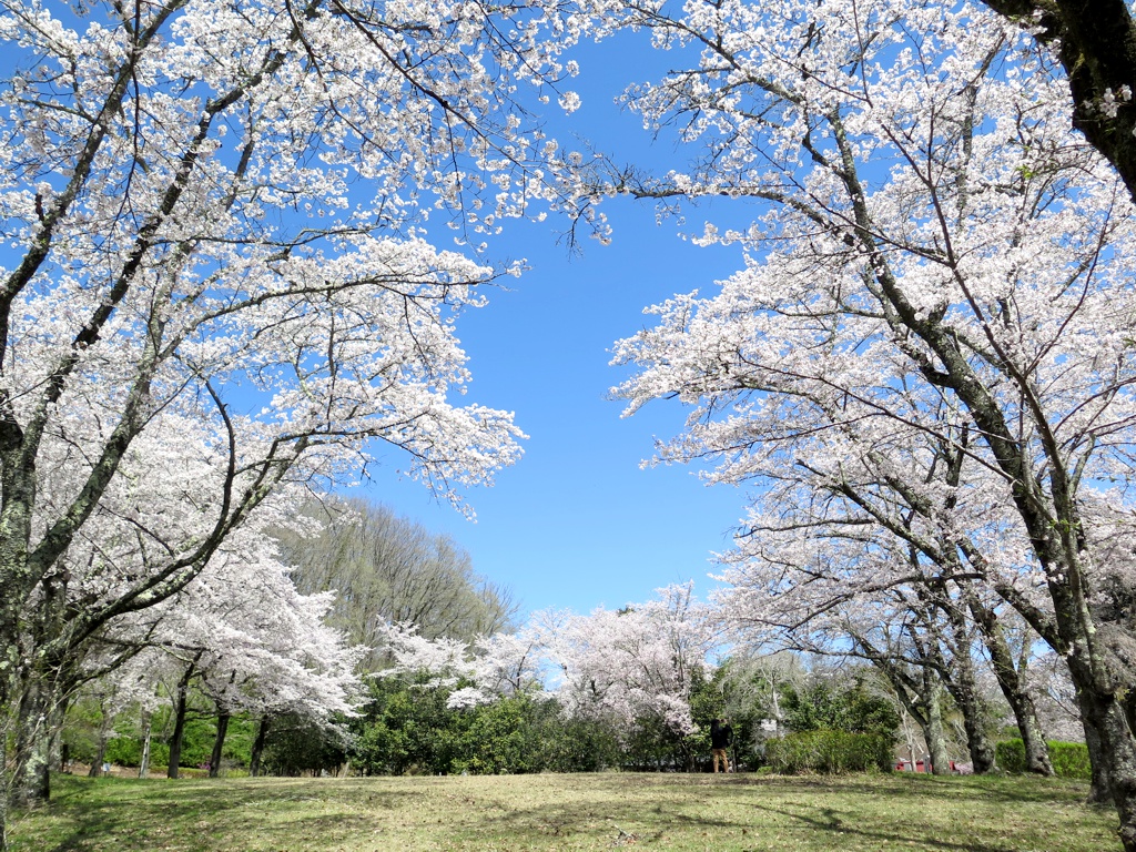 桜の開花状況　４月１０日（晴れ）満開