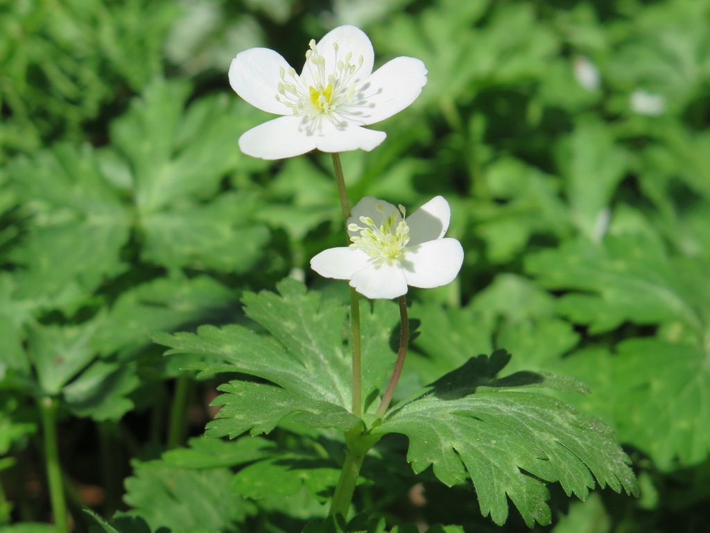 ニリンソウの開花状況　４月１０日（晴れ）見頃