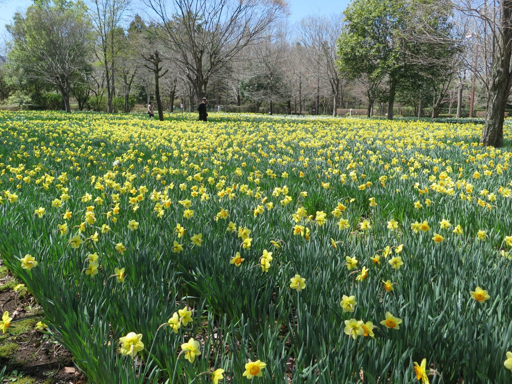 スイセンの開花状況　４月１０日（晴れ）