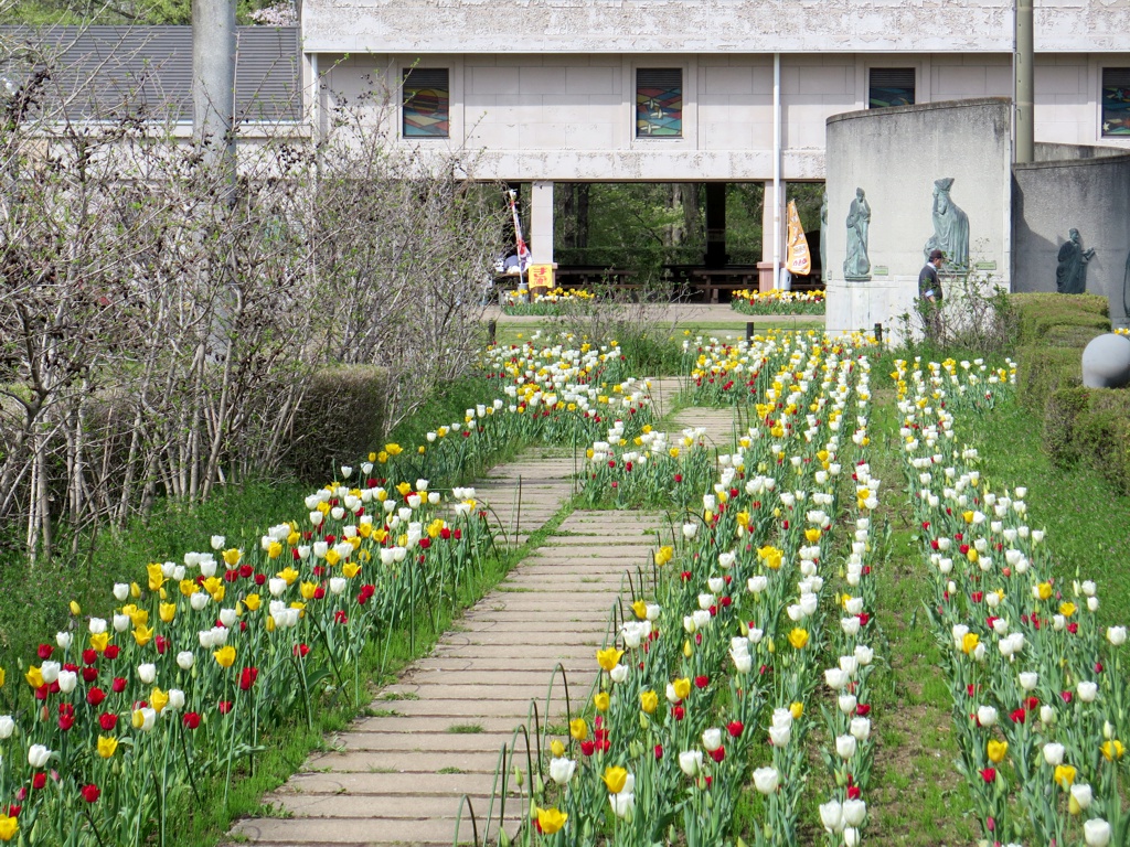 チューリップ開花状況 ４月１５日　見頃