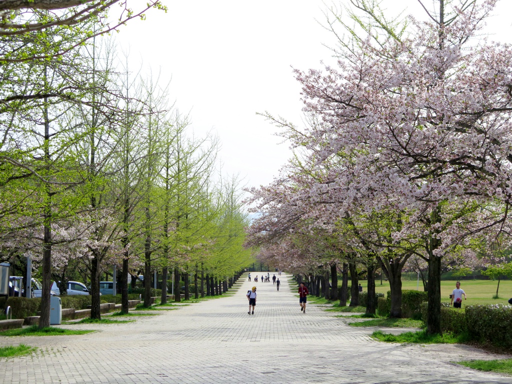 桜の開花状況　４月１５日（晴れ）終わり際
