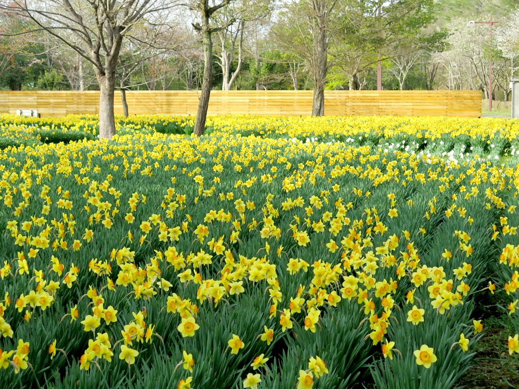 スイセンの開花状況　４月１５日（見頃）