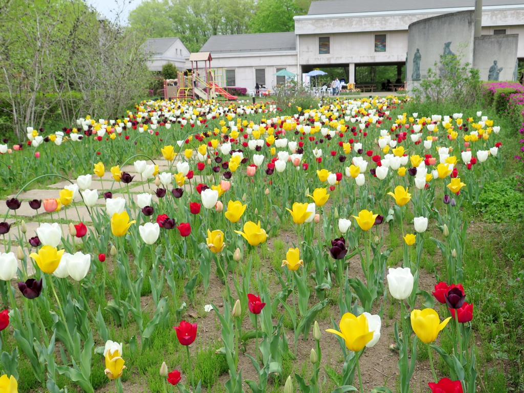 チューリップ開花状況 ４月２１日　見頃