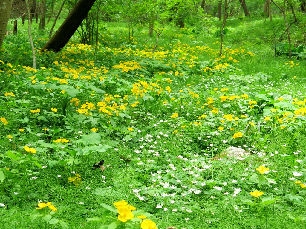 ヤマブキソウの開花状況　４月２１日（曇）見頃