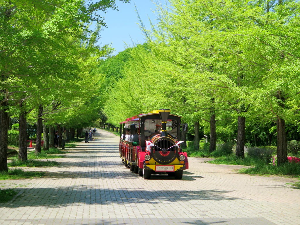 新緑　2024年5月3日（晴）深まってまいりました