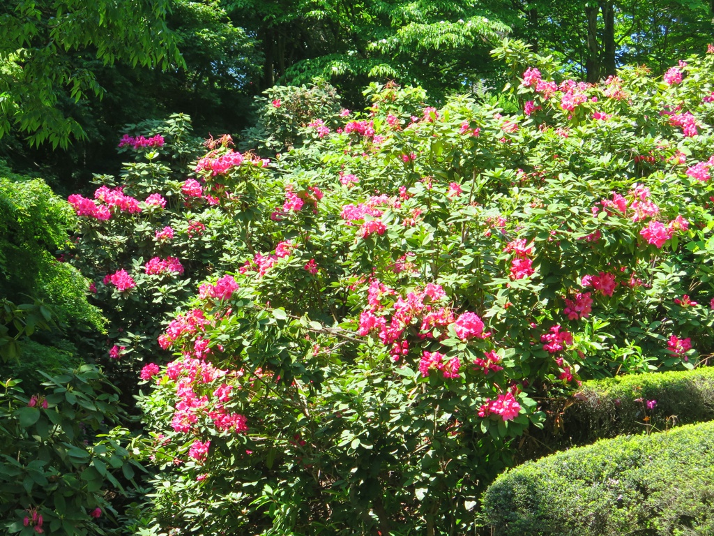 シャクナゲの開花状況　５月１８日（終了）