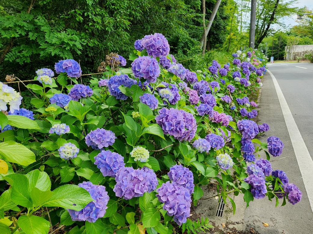 アジサイ開花情報　6月25日　見頃