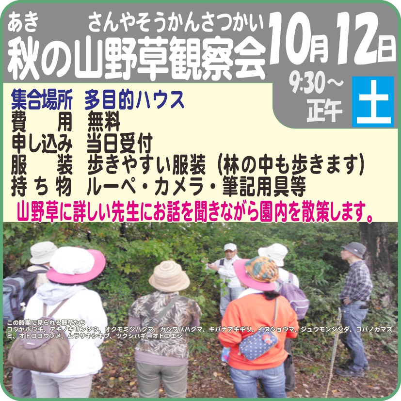 秋の山野草観察会