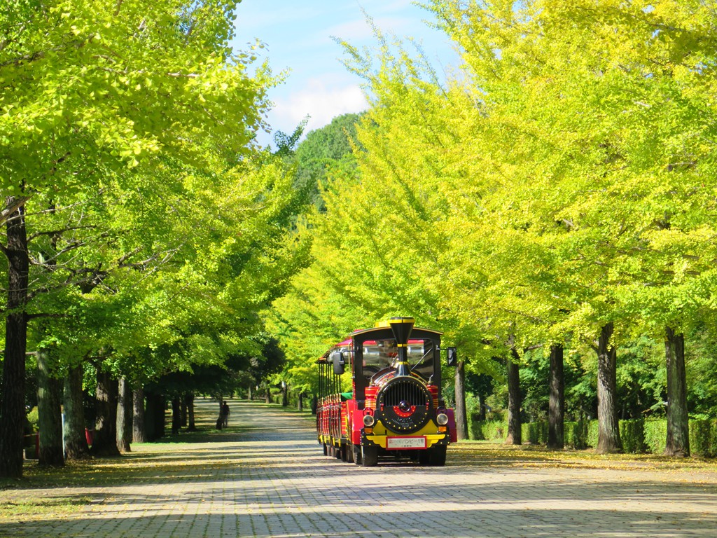 イチョウ並木紅葉情報　10月11日（金）現在