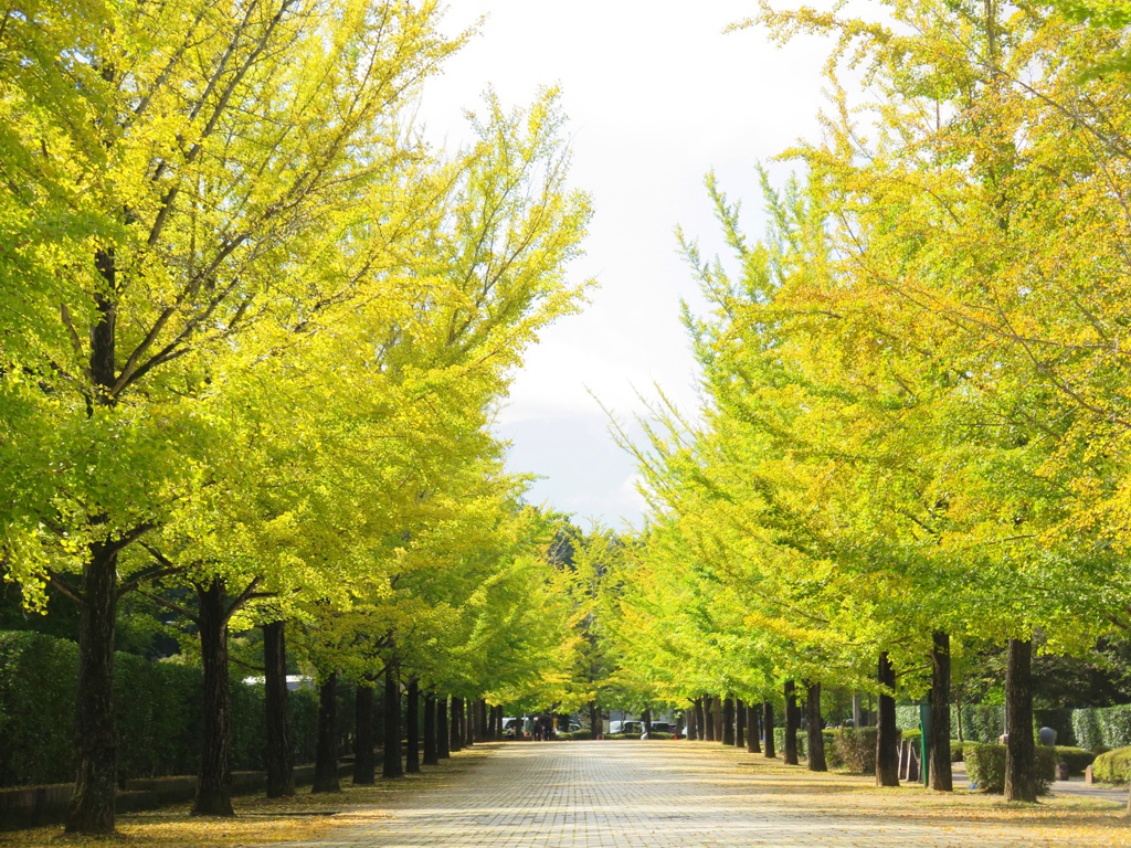イチョウ並木紅葉情報　10月15日（火）現在