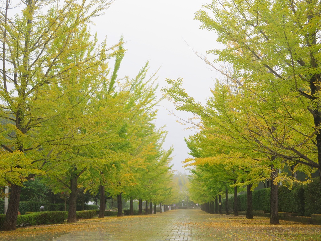 イチョウ並木紅葉情報　10月18日（金）現在