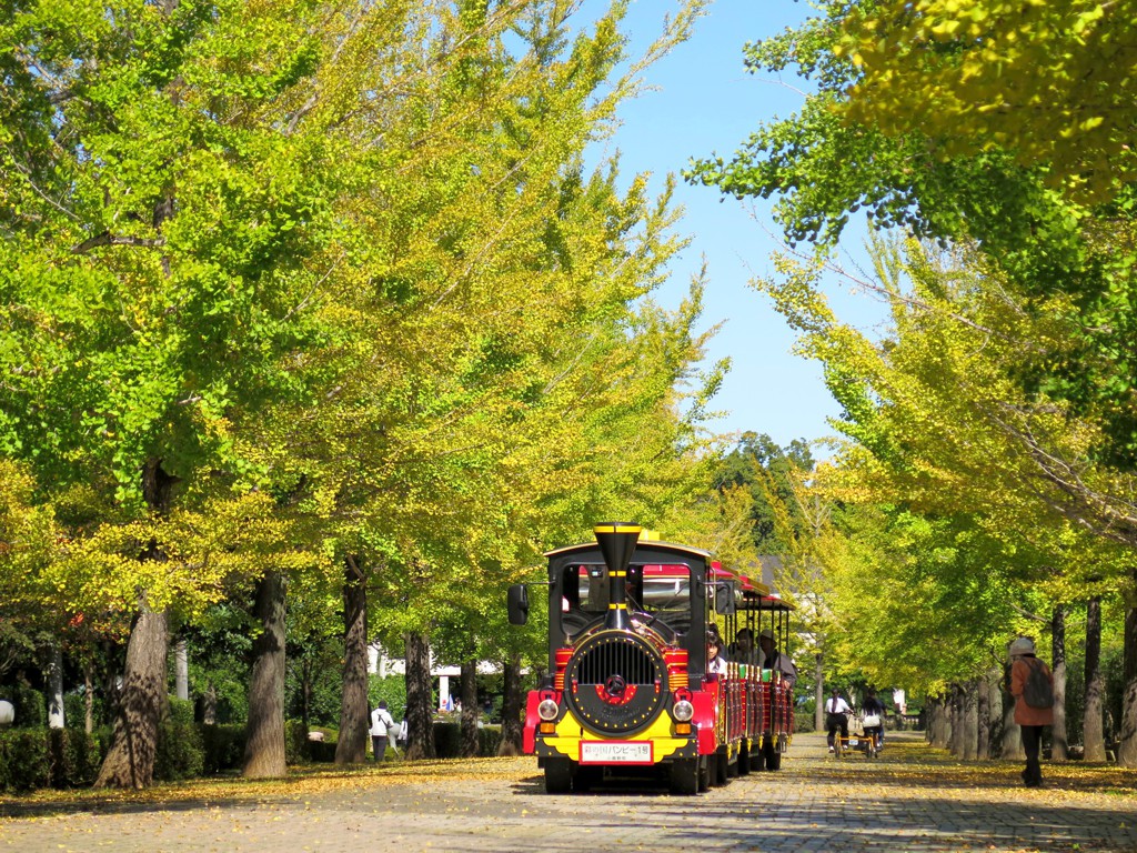 イチョウ並木紅葉情報　10月20日（日）現在
