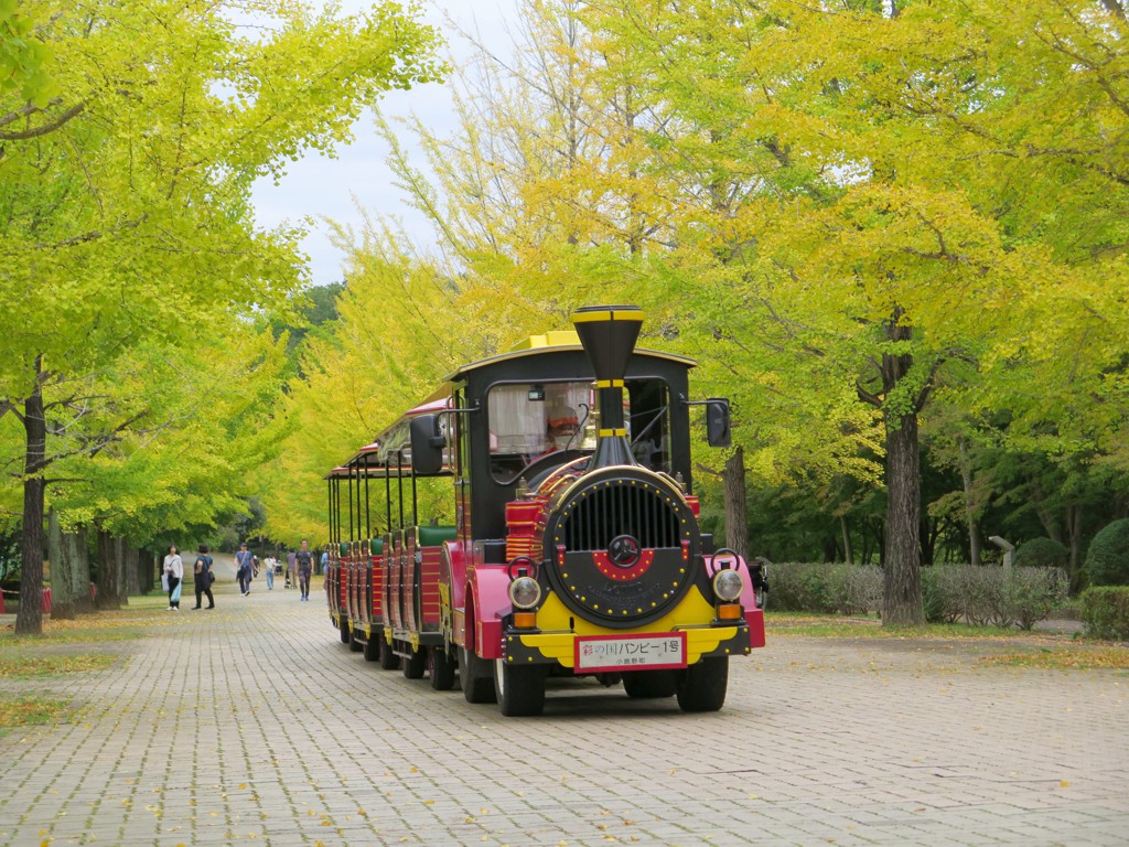 イチョウ並木紅葉情報　10月24日（木）現在