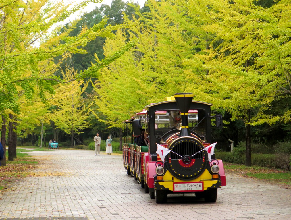イチョウ並木紅葉情報　10月26日（土）現在