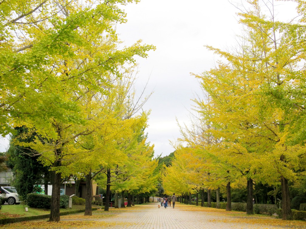 イチョウ並木紅葉情報　10月28日（月）現在