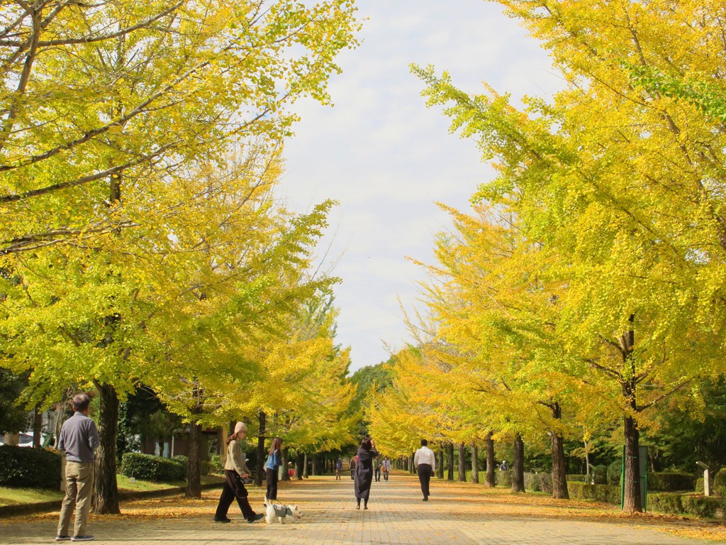 イチョウ並木紅葉情報　11月1日（金）現在