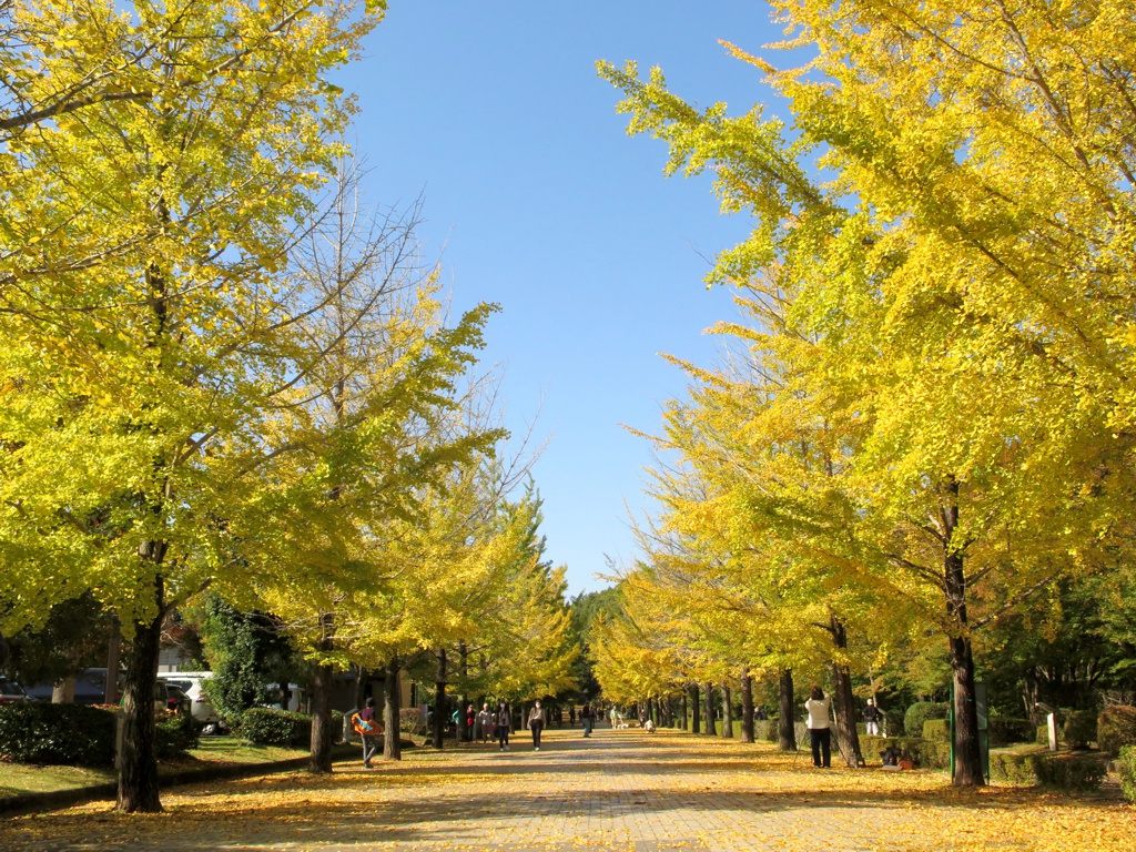 イチョウ並木紅葉情報　11月3日（日）現在