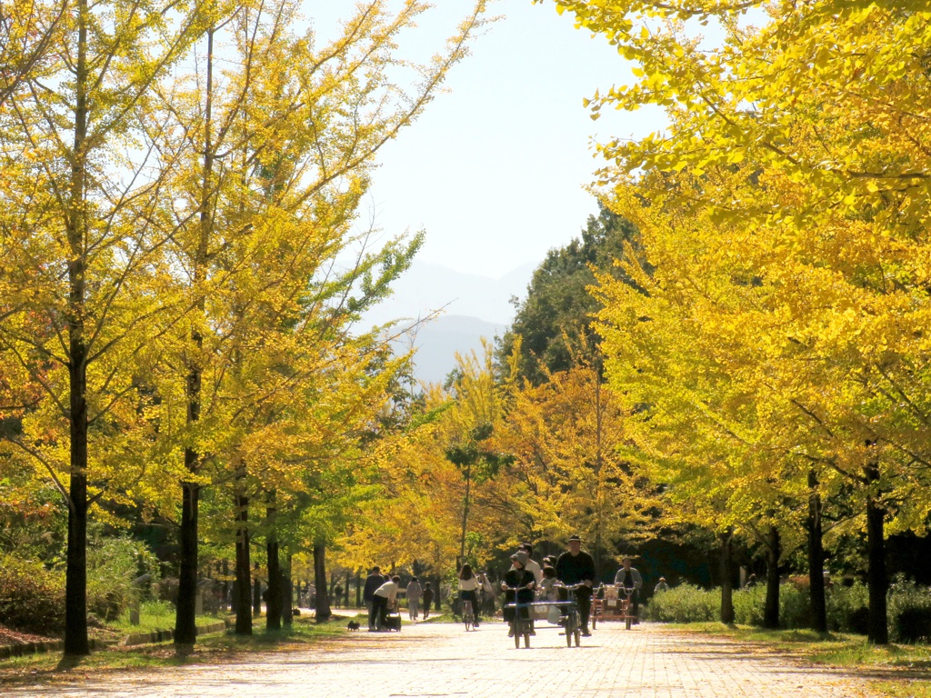 イチョウ並木紅葉情報　11月4日（月振替）現在