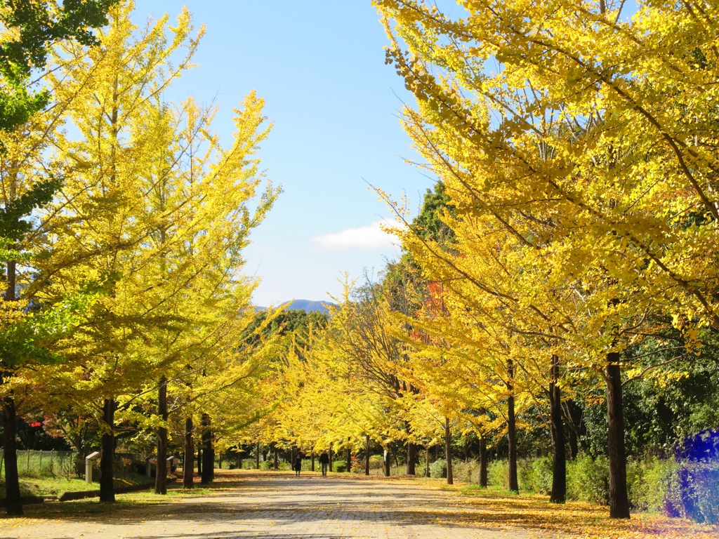 イチョウ並木紅葉情報　11月7日（木）現在