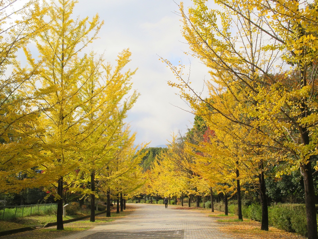 イチョウ並木紅葉情報　11月10日（日）現在