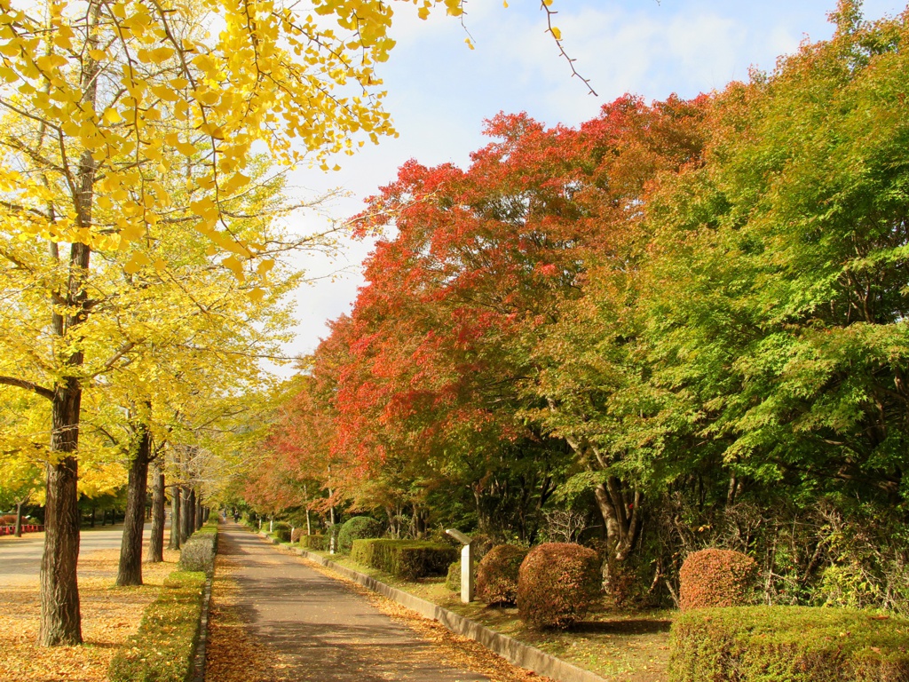 モミジ紅葉情報　11月10日（日）現在 色づき始め